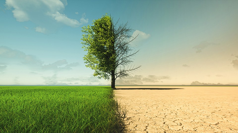 Baum, dessen eine Hälfte verdorrt ist,  auf der Grenze zwischen grüner Vegetation links und Wüste rechts.